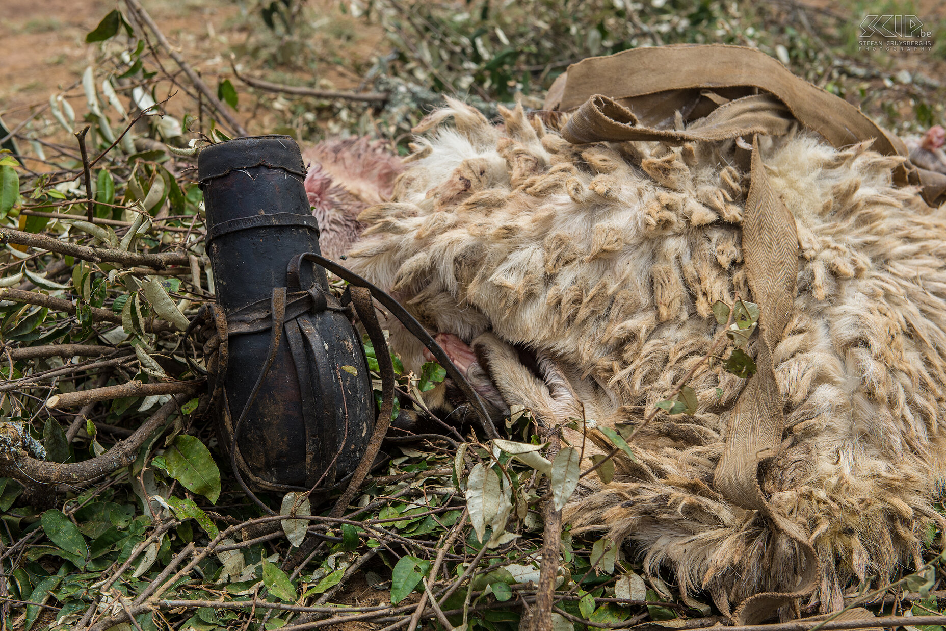 Kisima - Samburu lmuget - Bloed De lmuget ceremonies beginnen met het slachten van dieren. De moran moet een koe of geit doden, het bloed verzamelen en dit opdrinken. Stefan Cruysberghs